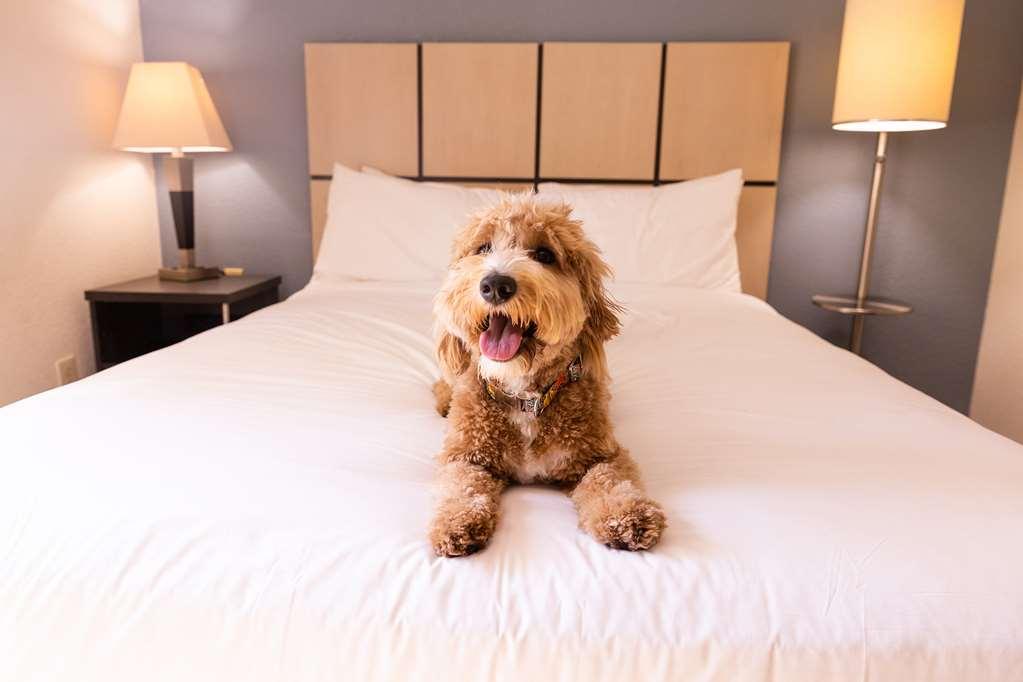 Sonesta Simply Suites Austin The Domain Area Værelse billede